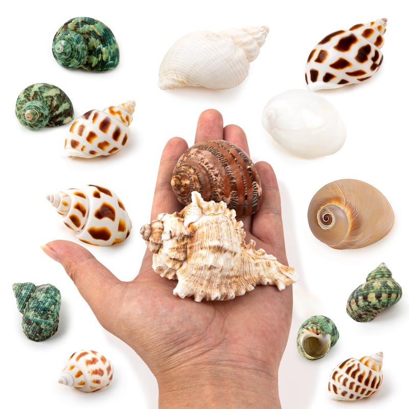 QICQDRAM QEQEKAKA 15PCS Hermit Crab Shells (7 Types) Natural Hermit Crab Shells, for Small to Large Hermit Crab Turbo Shells Hermit Crab Supplies Visit The QICQDRAM Store - Image 3
